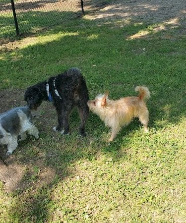 Independence Dog Park - Independence, KS