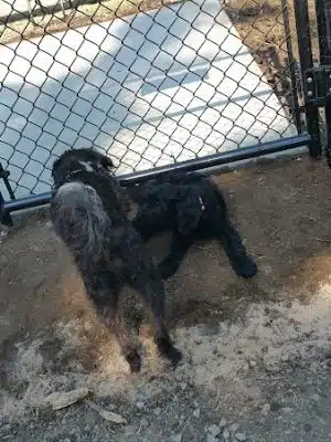 Independence Dog Park