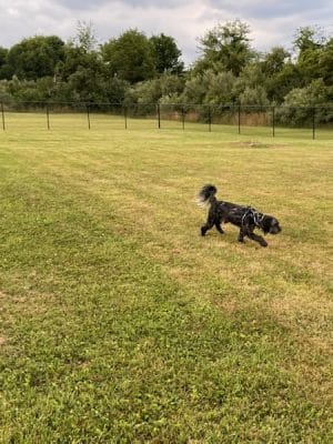Mutts of Merit in Motion - Sniffspot