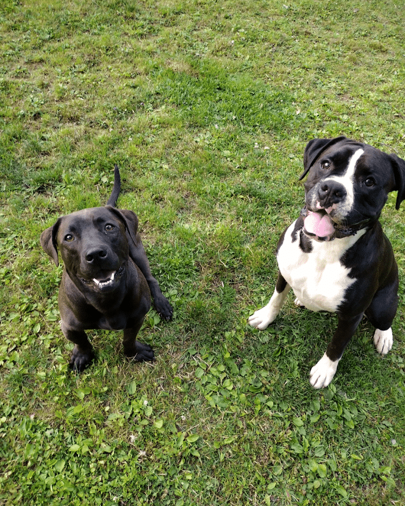 Mutts of Merit in Motion - Sniffspot - Indiana, PA