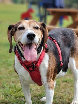 Mutts of Merit in Motion - Sniffspot