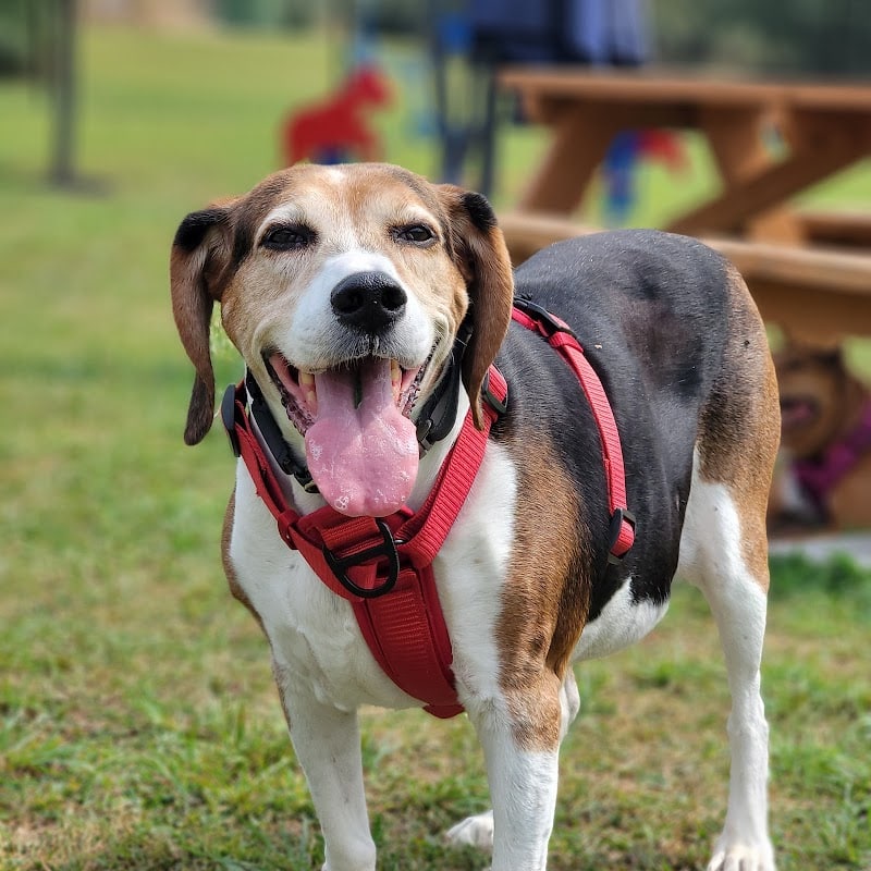 Mutts of Merit in Motion - Sniffspot - Indiana, PA