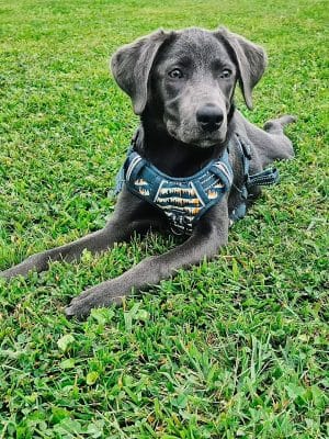 Mutts of Merit in Motion - Sniffspot