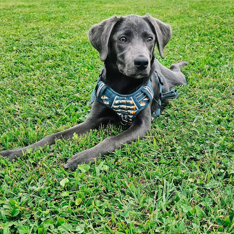 Mutts of Merit in Motion - Sniffspot - Indiana, PA