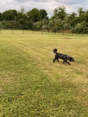 Mutts of Merit in Motion - Sniffspot