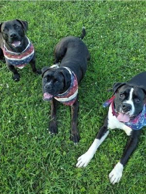 Mutts of Merit in Motion - Sniffspot