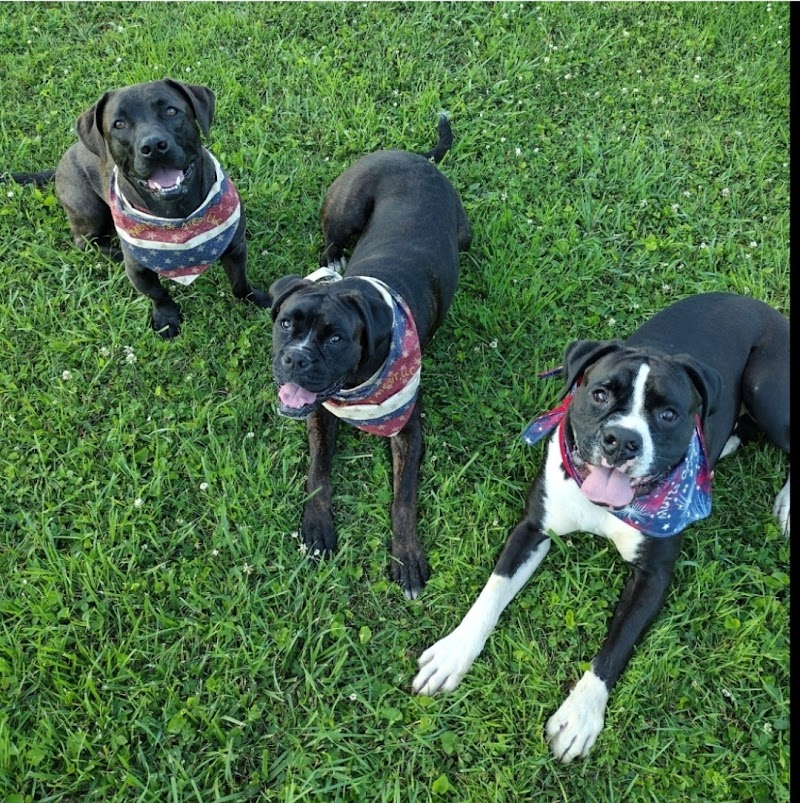 Mutts of Merit in Motion - Sniffspot - Indiana, PA