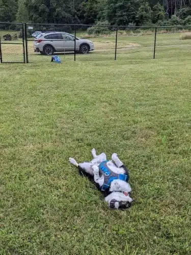 Mutts of Merit in Motion - Sniffspot