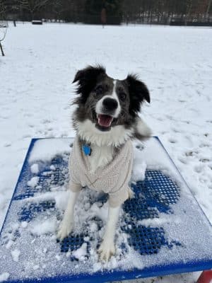 Mutts of Merit in Motion - Sniffspot