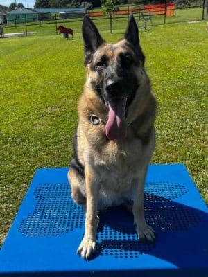Mutts of Merit in Motion - Sniffspot