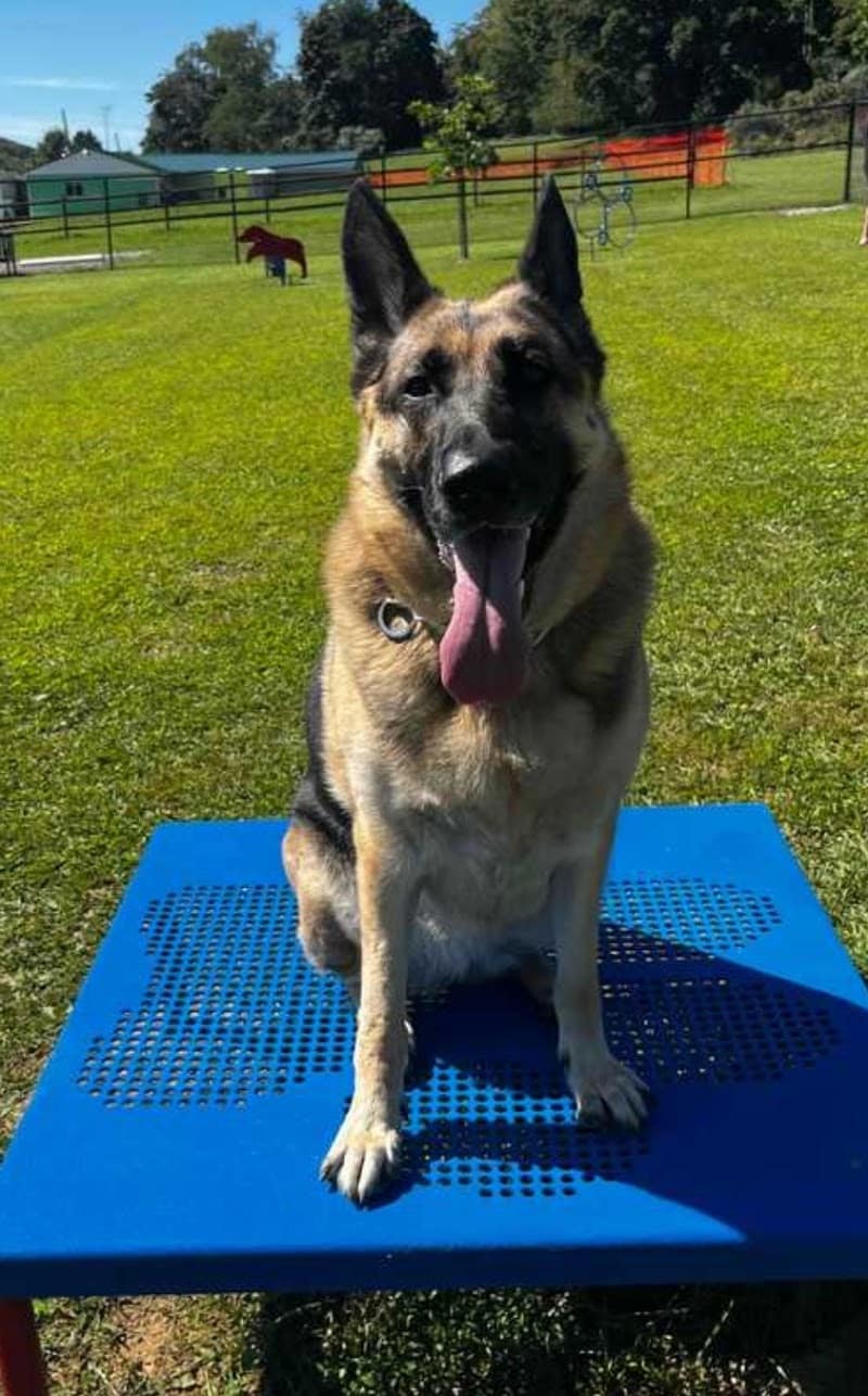 Mutts of Merit in Motion - Sniffspot - Indiana, PA