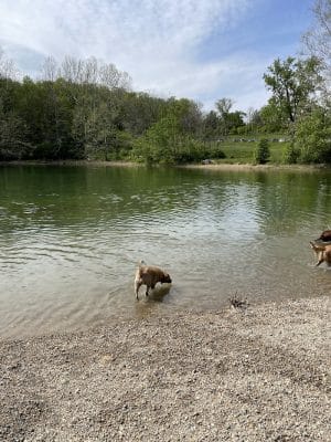 Fort Harrison State Park Dog Park