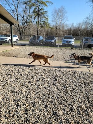 Fort Harrison State Park Dog Park