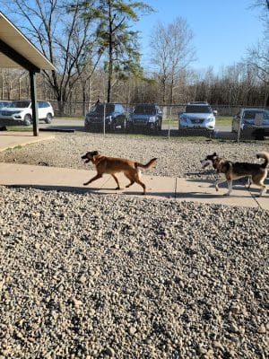 Fort Harrison State Park Dog Park