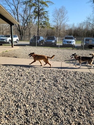 Fort Harrison State Park Dog Park
