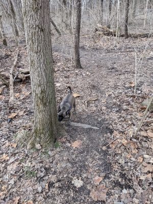 Fort Harrison State Park Dog Park