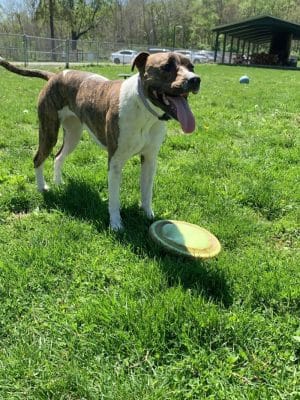 Fort Harrison State Park Dog Park