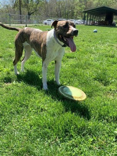Fort Harrison State Park Dog Park