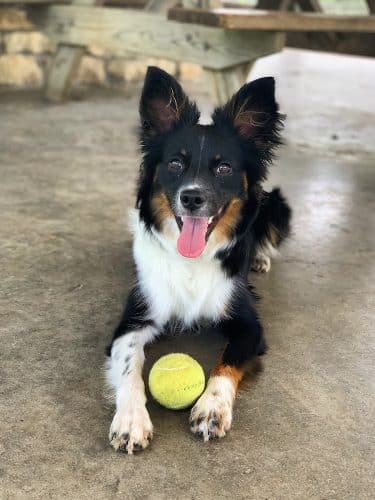 Fort Harrison State Park Dog Park