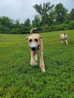 Fort Harrison State Park Dog Park
