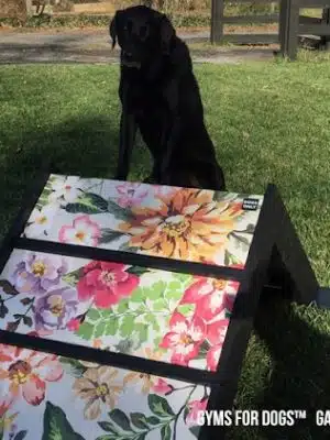 Gyms for Dogs - Natural Dog Park Products