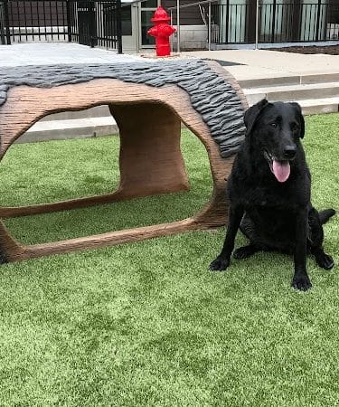 Gyms for Dogs - Natural Dog Park Products