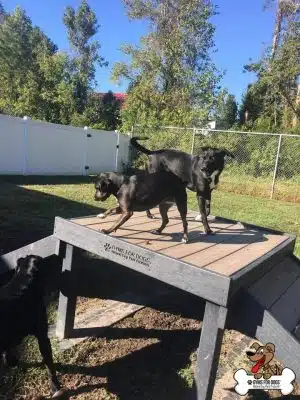 Gyms for Dogs - Natural Dog Park Products