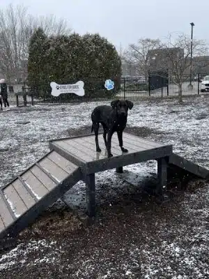 Gyms for Dogs - Natural Dog Park Products
