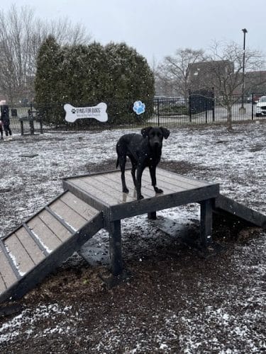 Gyms for Dogs - Natural Dog Park Products