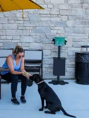 Gyms for Dogs - Natural Dog Park Products