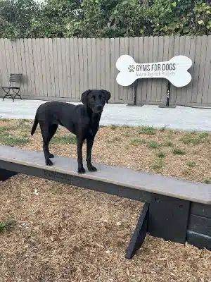 Gyms for Dogs - Natural Dog Park Products
