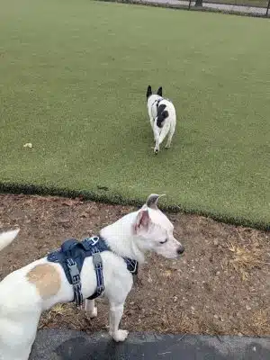 The Dog Park at Immanuel