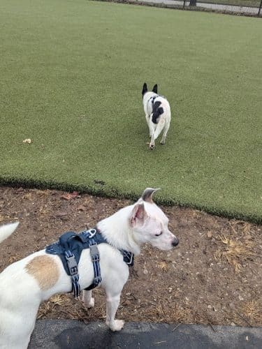 The Dog Park at Immanuel