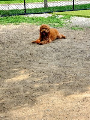The Dog Park at Immanuel
