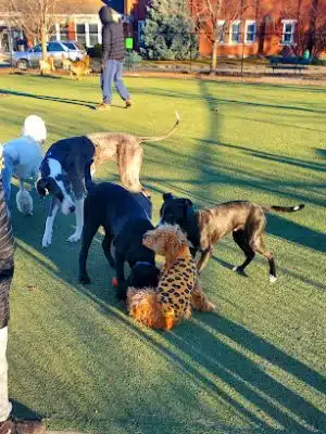 The Dog Park at Immanuel