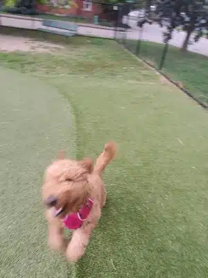 The Dog Park at Immanuel