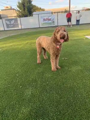 The Dog Park at Immanuel
