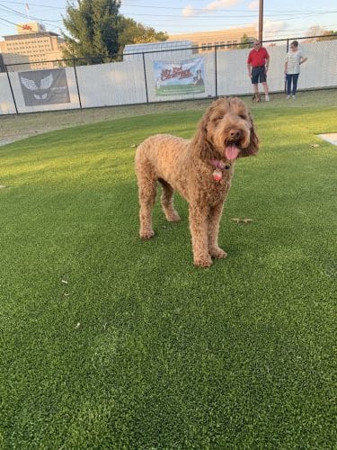 The Dog Park at Immanuel