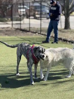 The Dog Park at Immanuel