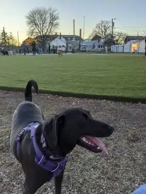 The Dog Park at Immanuel