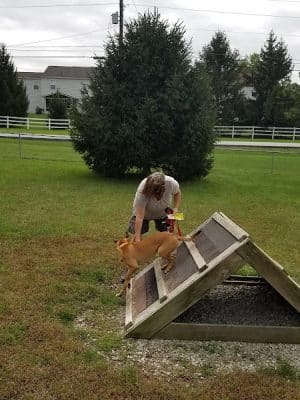 Waggin' Tails Bark Park