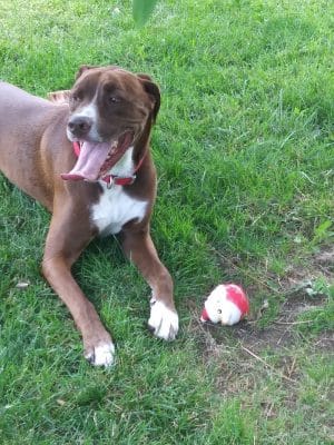 Waggin' Tails Bark Park