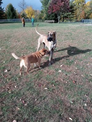 Waggin' Tails Bark Park
