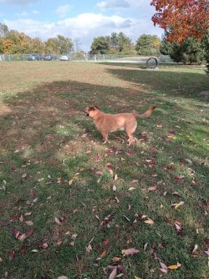 Waggin' Tails Bark Park
