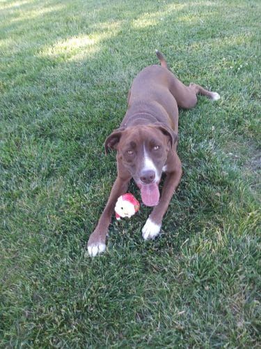 Waggin' Tails Bark Park