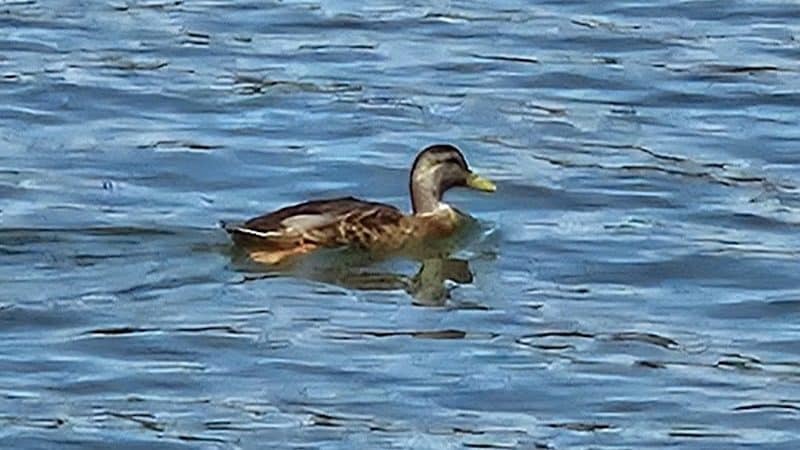 Anchor Park - Inman, SC