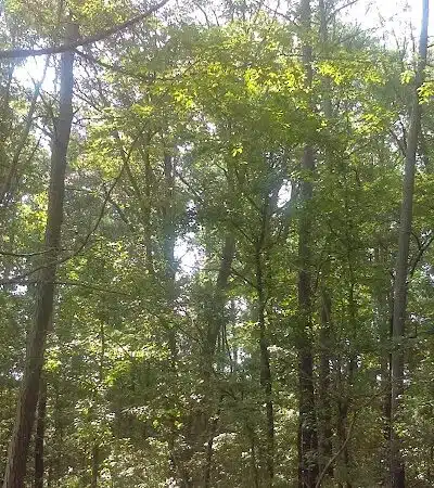 Irondale Dog Park - Irondale, AL