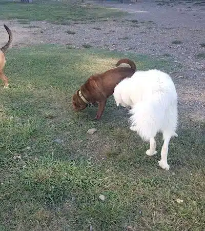 Irondale Dog Park - Irondale, AL