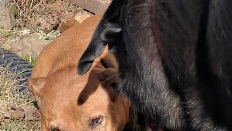 Irondale Dog Park - Irondale, AL