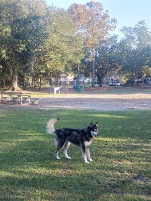Bark Park